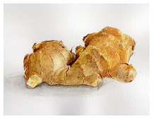 Ginger