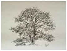 Cedar Tree