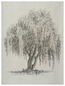 Weeping Willow Tree