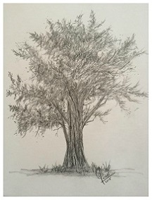 Cypress Tree