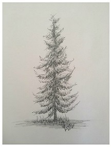 Spruce Tree