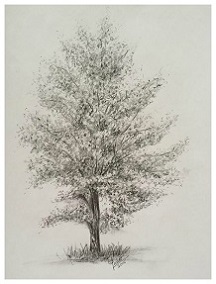 Aspen Tree