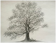 Cherry Blossom Tree