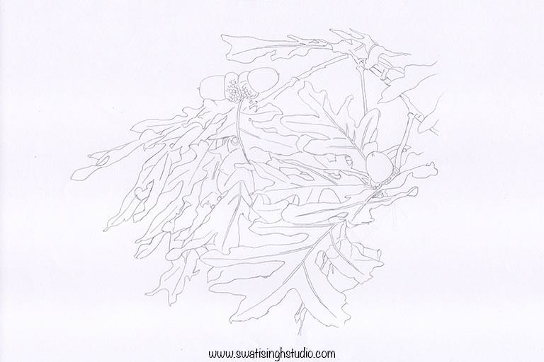 acorn17_drawing