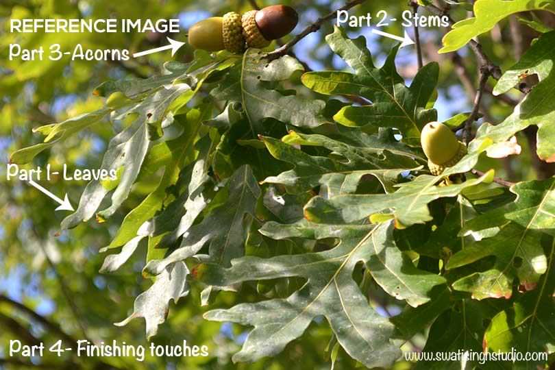 acorn17_reference_image
