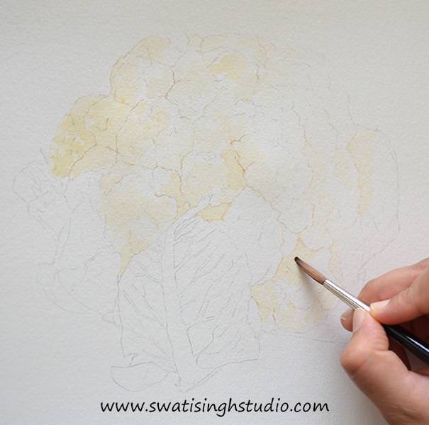 C:\Users\HOME\Desktop\cauliflower\blog\cauliflower_2.jpg