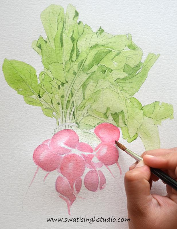 Radish in watercolor