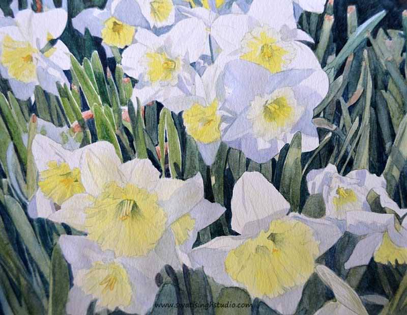 C:\Users\HOME\Desktop\daffodils\spring_daffodils_10.jpg