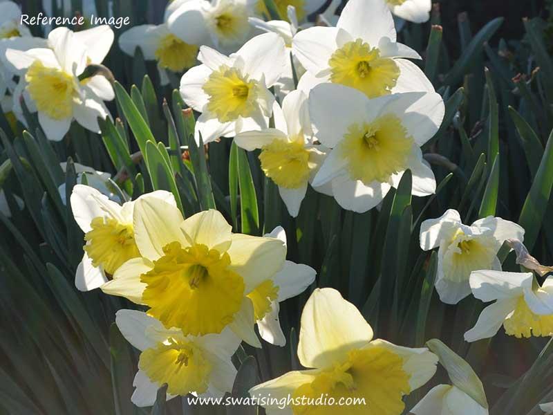 C:\Users\HOME\Desktop\daffodils\spring_daffodils_reference.jpg