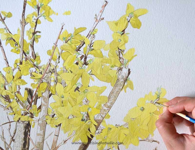 C:\Users\HOME\Desktop\blog\spring_forsythia_11.jpg