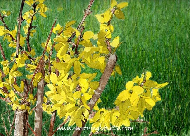 C:\Users\HOME\Desktop\blog\spring_forsythia_13.jpg