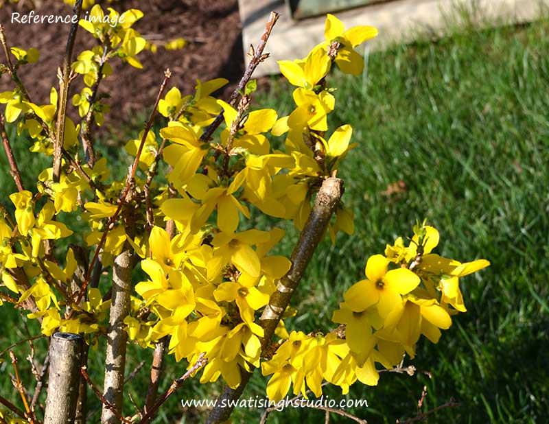 C:\Users\HOME\Desktop\blog\spring_forsythia_reference.jpg