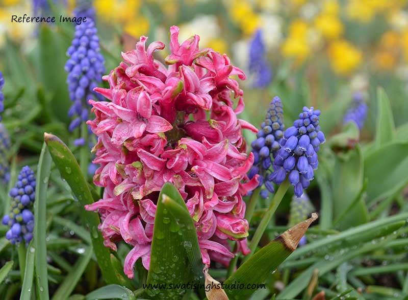 C:\Users\HOME\Desktop\7.hyacinth and grape hyacinth\blog\spring_hyacinths_reference.jpg