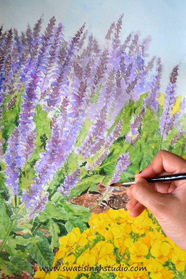 C:\Users\HOME\Desktop\blog\spring_salvia_may_night_11.jpg