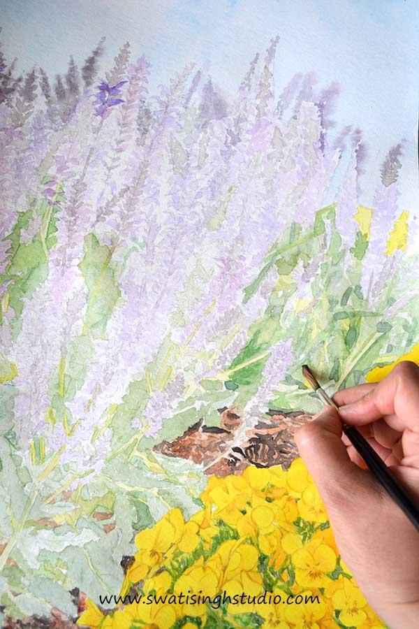C:\Users\HOME\Desktop\blog\spring_salvia_may_night_7.jpg