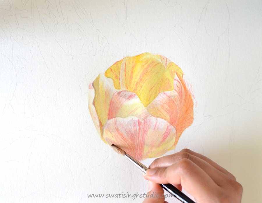 C:\Users\HOME\Desktop\blog\tulip_watercolor_6.jpg