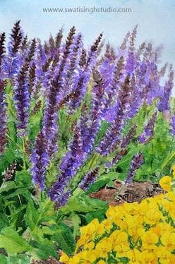 How to paint salvia may night in watercolours. Spring