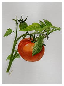 Tomato
