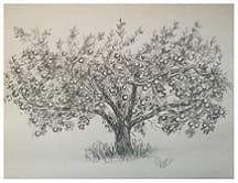 Apple Tree