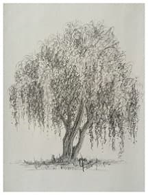 Weeping Willow Tree