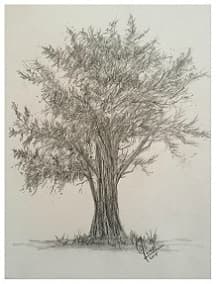 Cypress Tree