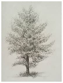Aspen Tree
