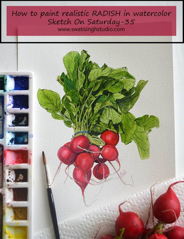 Radish in watercolor