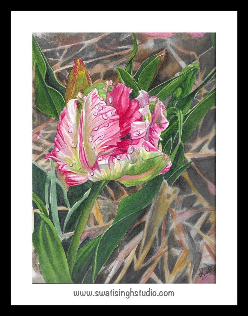 Parrot tulip in watercolour