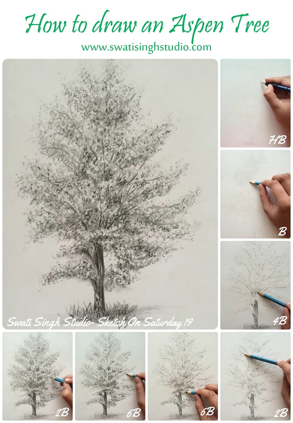 Aspen Tree