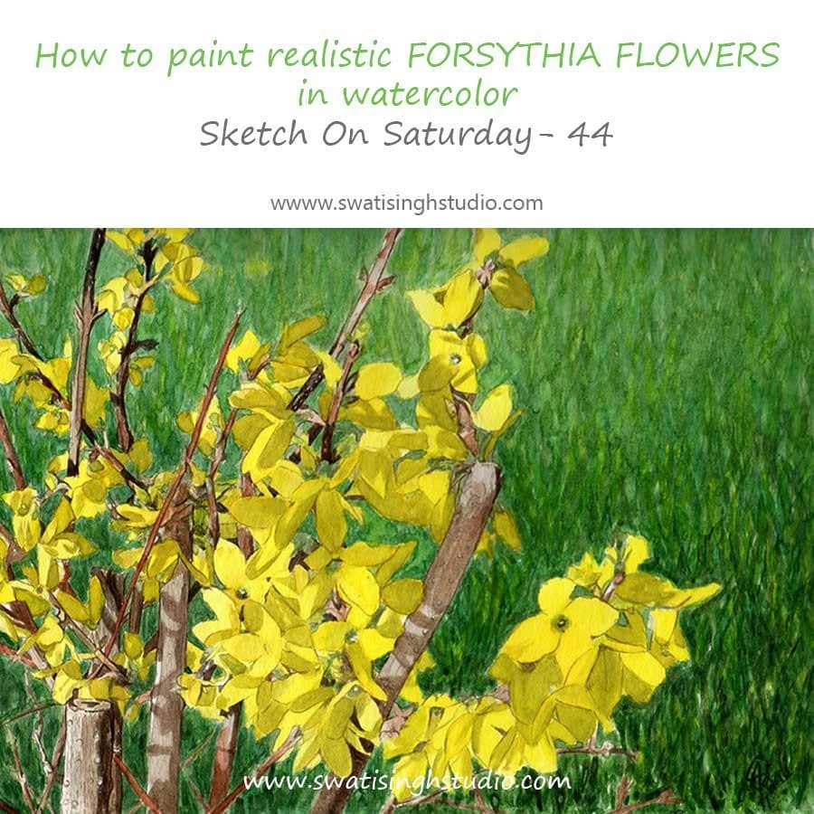 Spring- Forsythia in watercolor