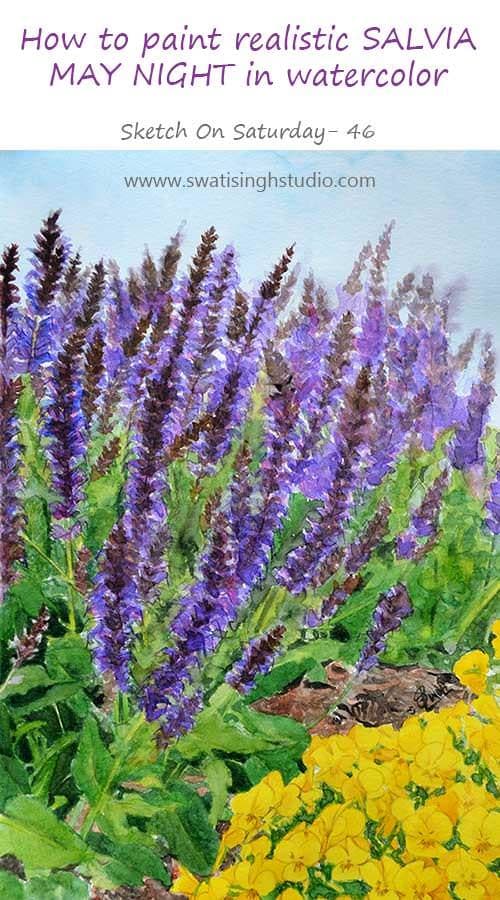Spring- Salvia May Night in watercolor
